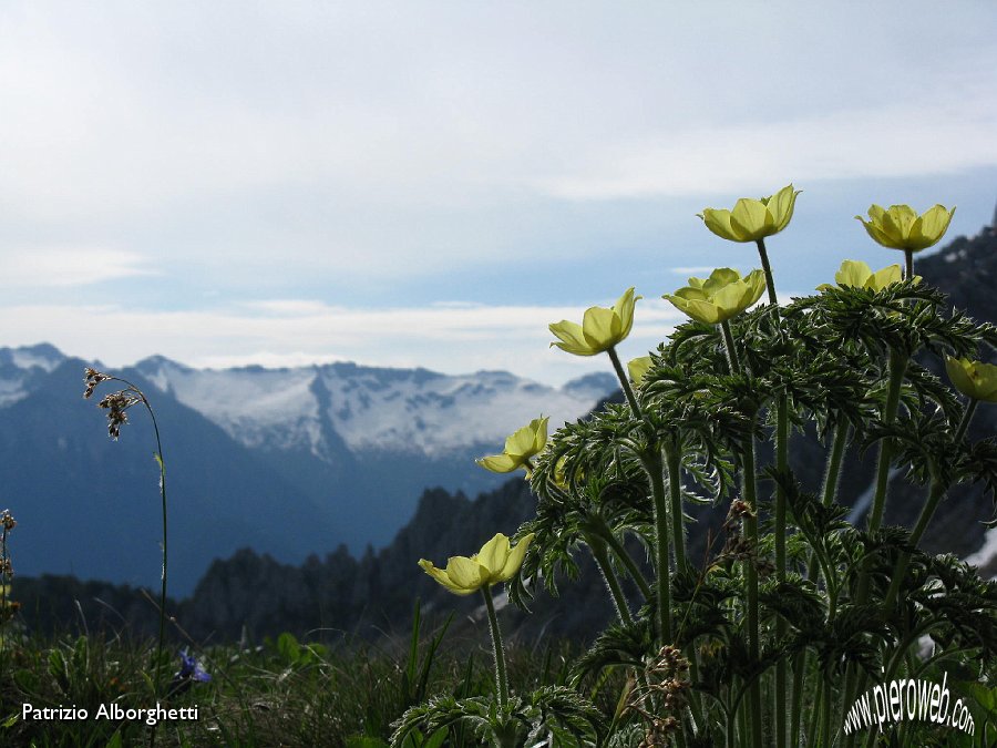 05-Anemone sulfurea-Pulsatilla sulphurea.JPG